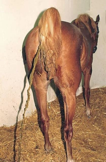 horse asshole|Disorders of the Rectum and Anus in Horses